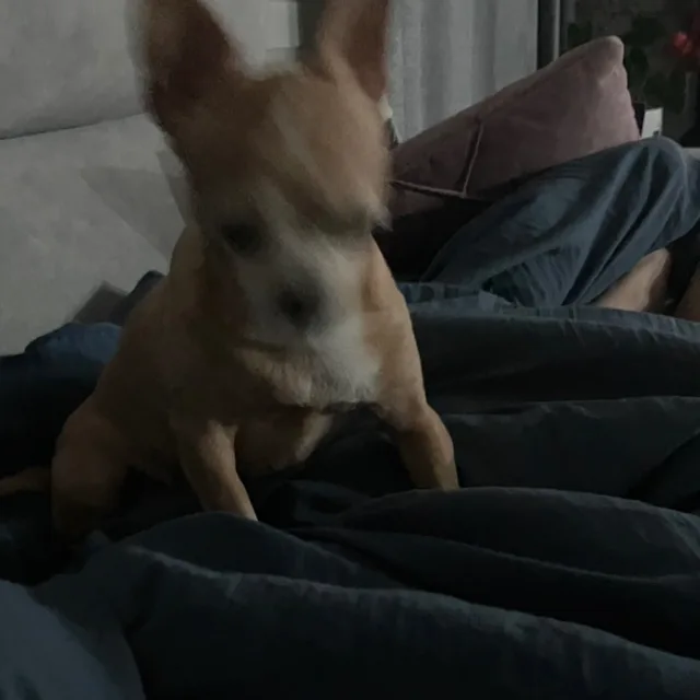 뚭의