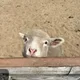 열매파파