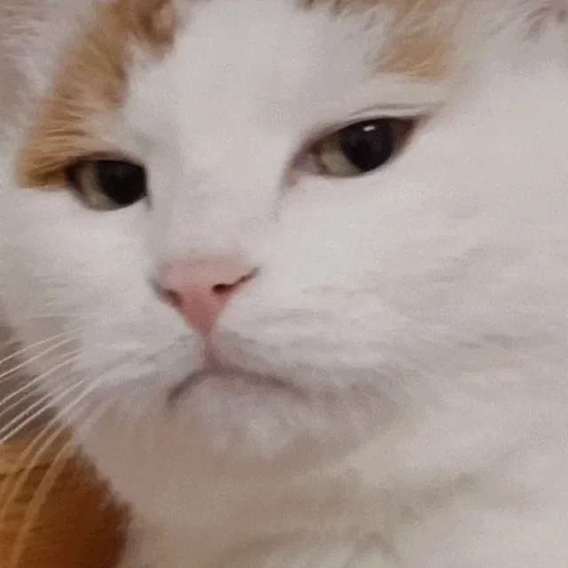 메타조아