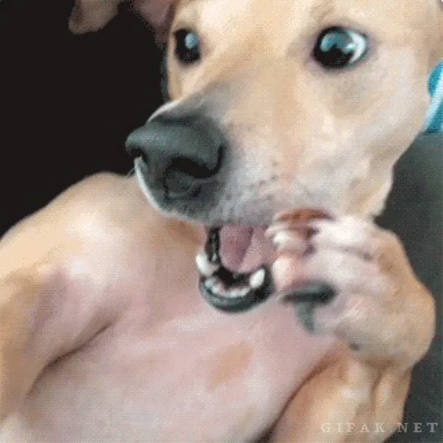 깜짝놀란강아지