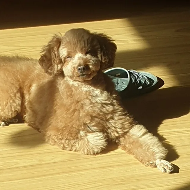 미나리