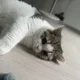 공주z