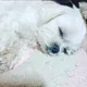코코몽