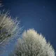 BB