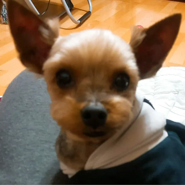 아지