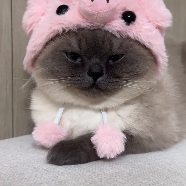 냥똥벌레