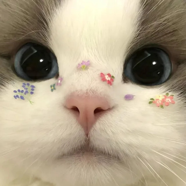 더쿠