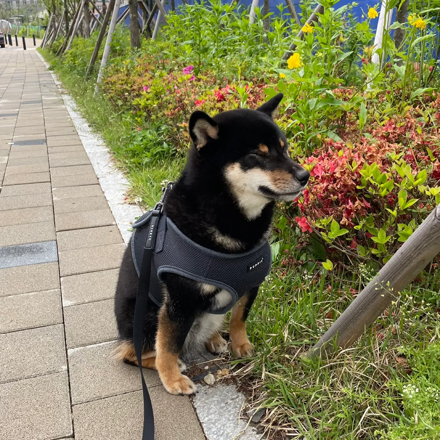 당당근
