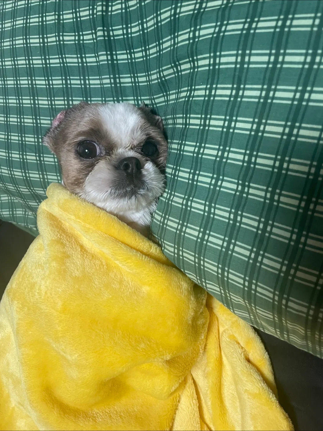 여름