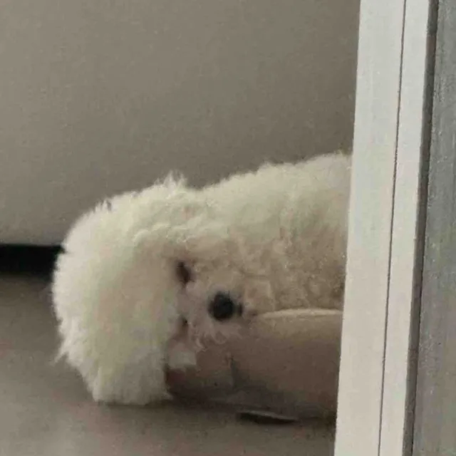 사자사자
