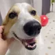 레빈