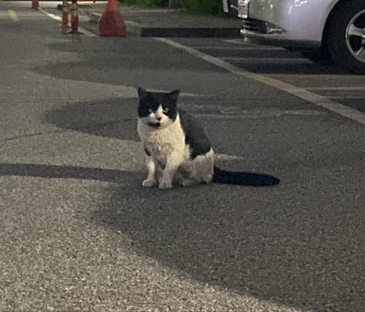 바닐라라떼