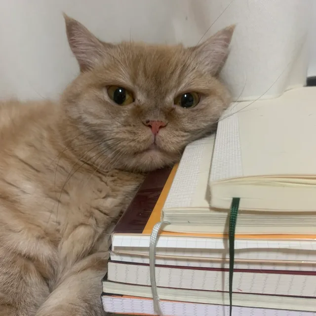 꽁이