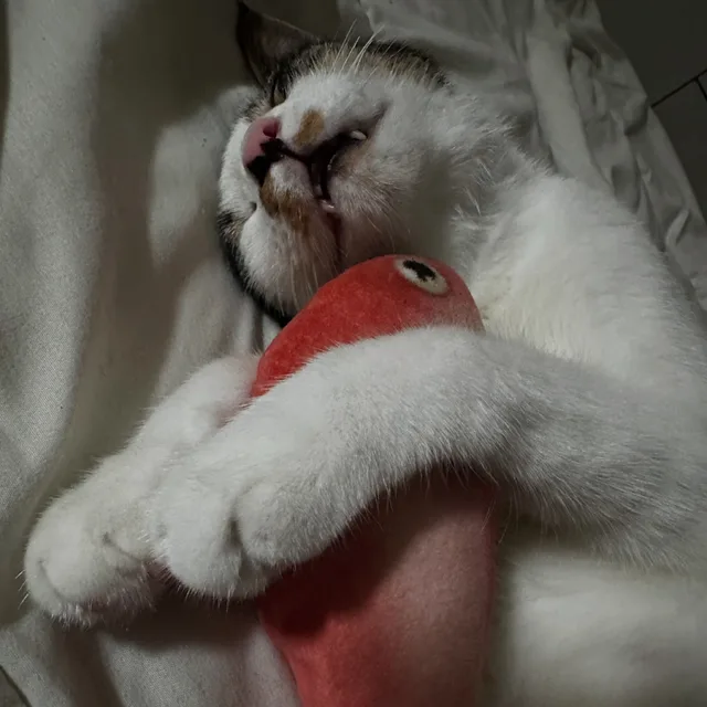 달님이모