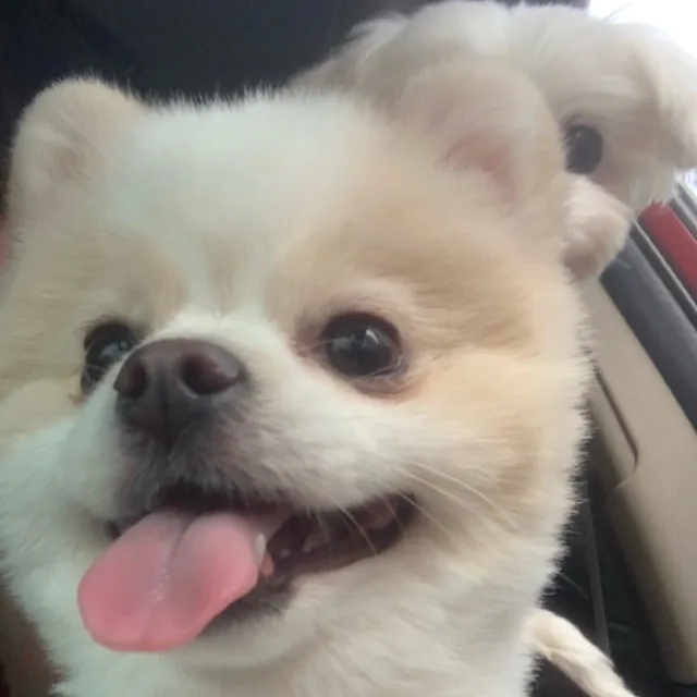 콘이와뿜이의일상