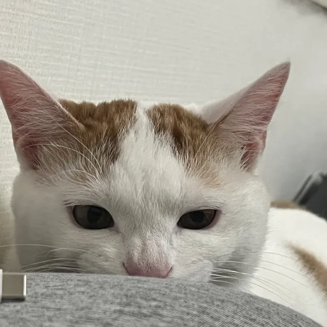 닥터초이
