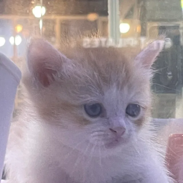 옷사가세용