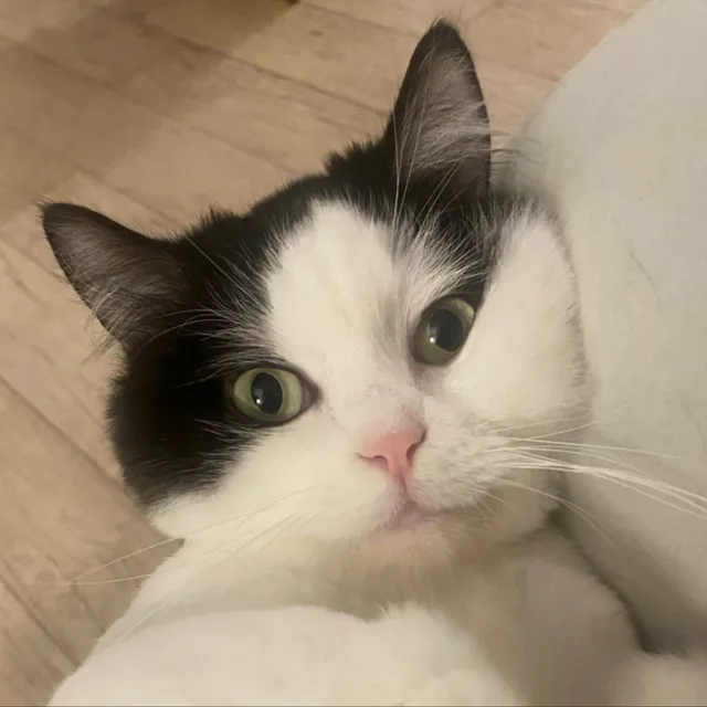 미카