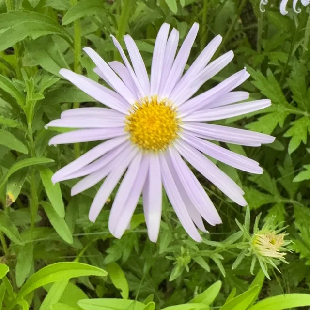 행복한당근이