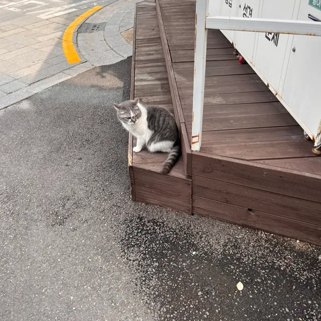 떼껄룩이영