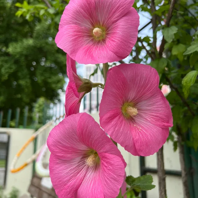 허연주