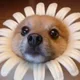 댕댕