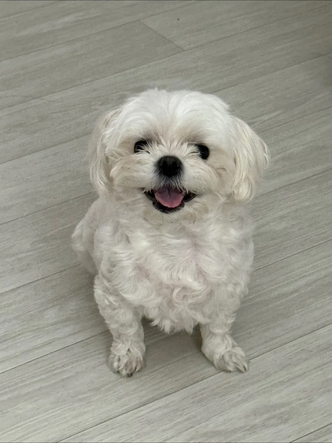 자두리