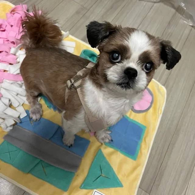 올리브