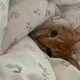 찬용용이