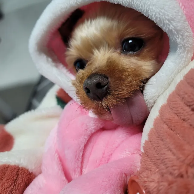사랑이맘