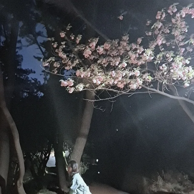 뽀기