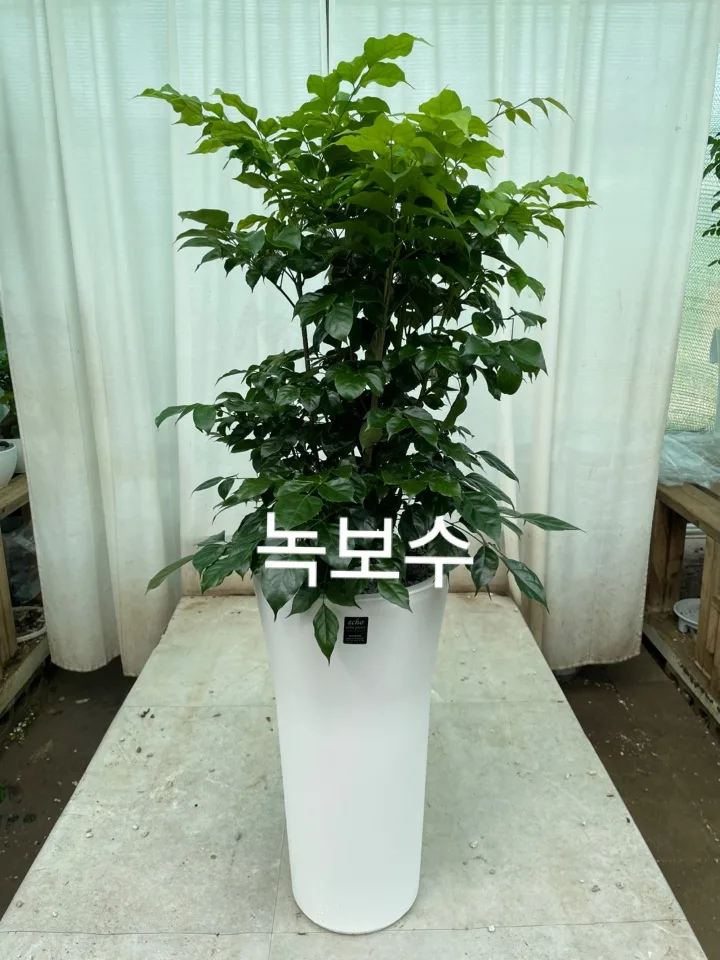 모터파크