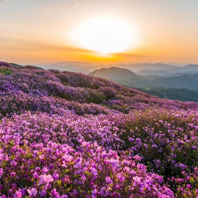 꽃놀이
