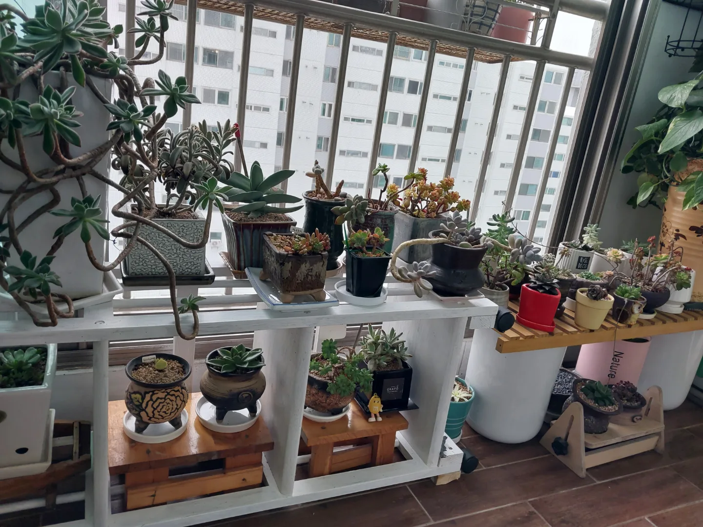 땅꼬마