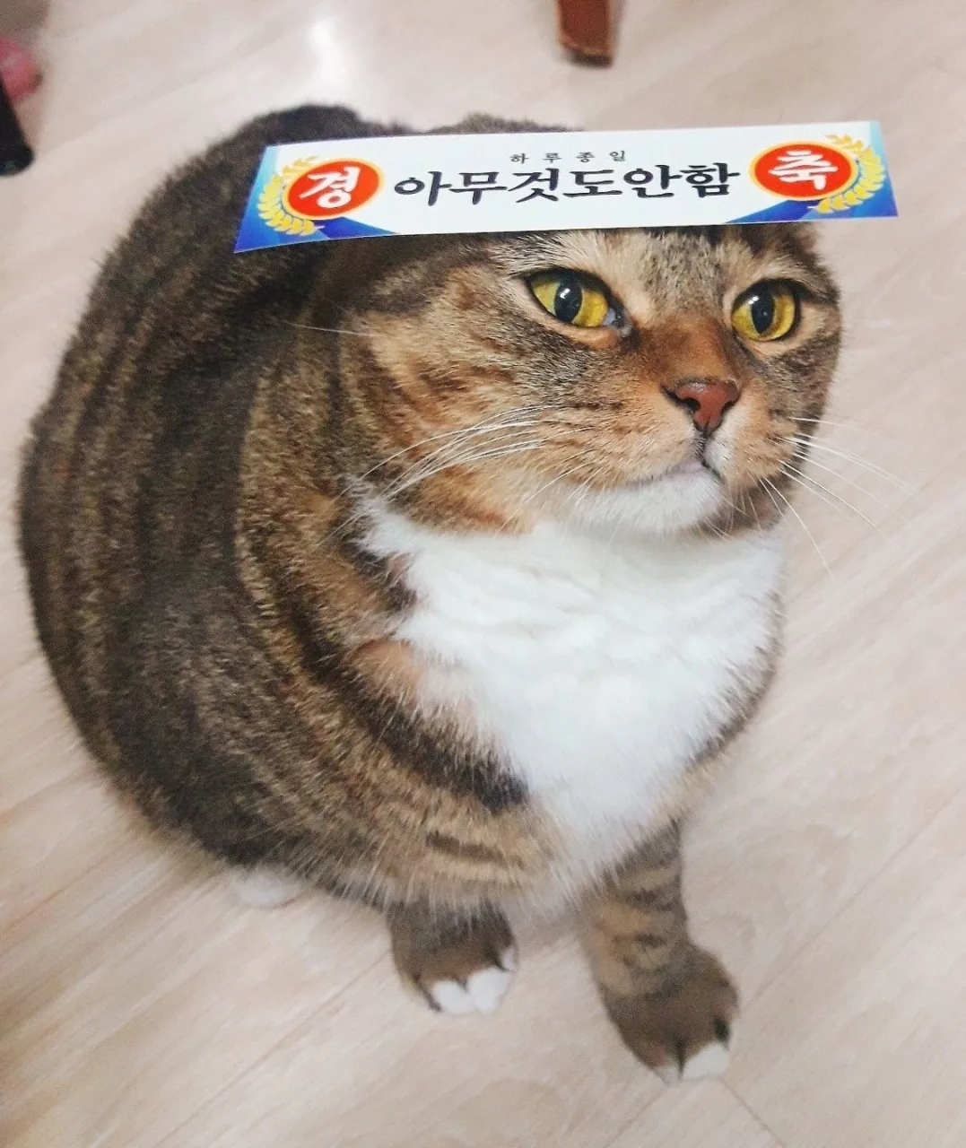 룡룡
