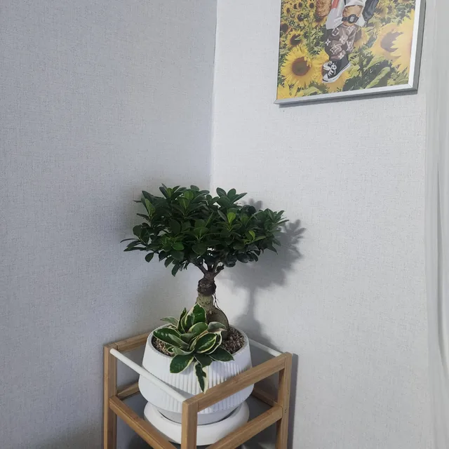 화수목금토