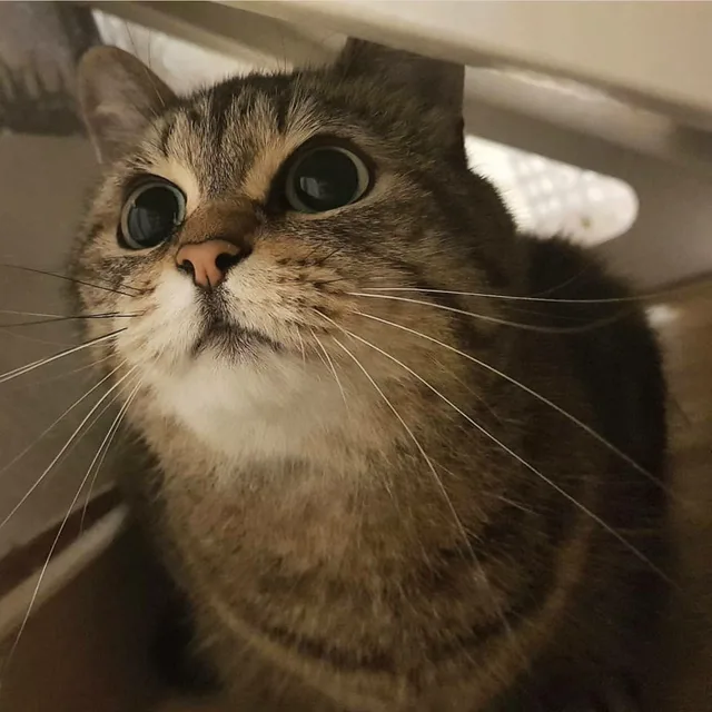 락쓰무
