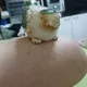 땅콩