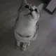 wacopie