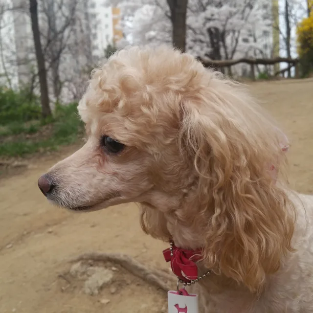 콩이아빠