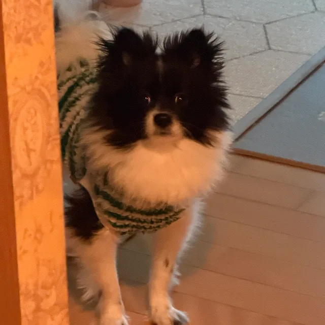 루시