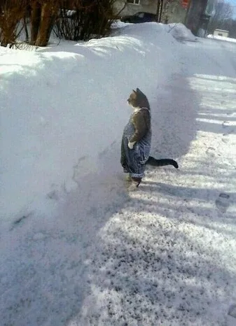 설천화