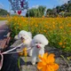 라온제나