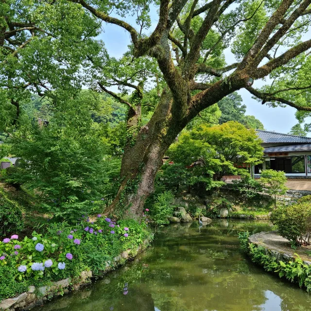 푸른나무