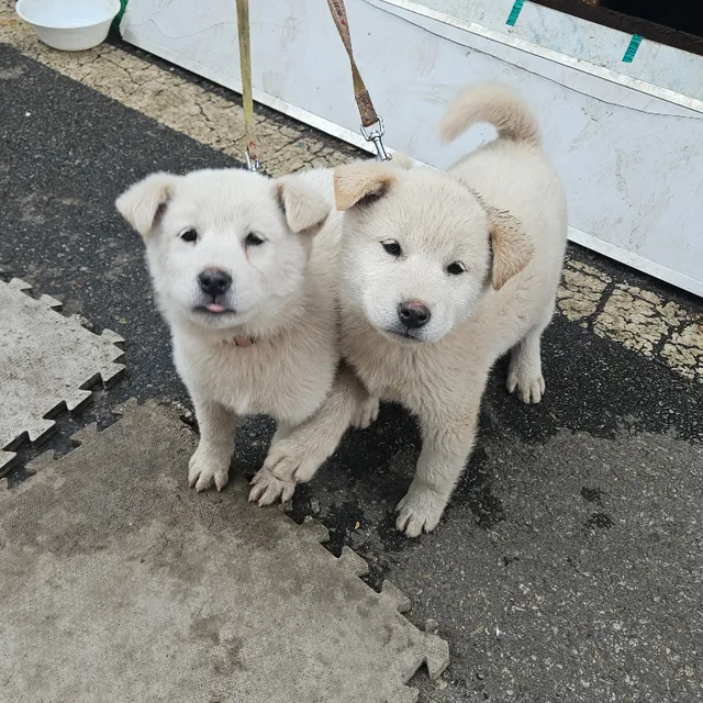 고양고양이