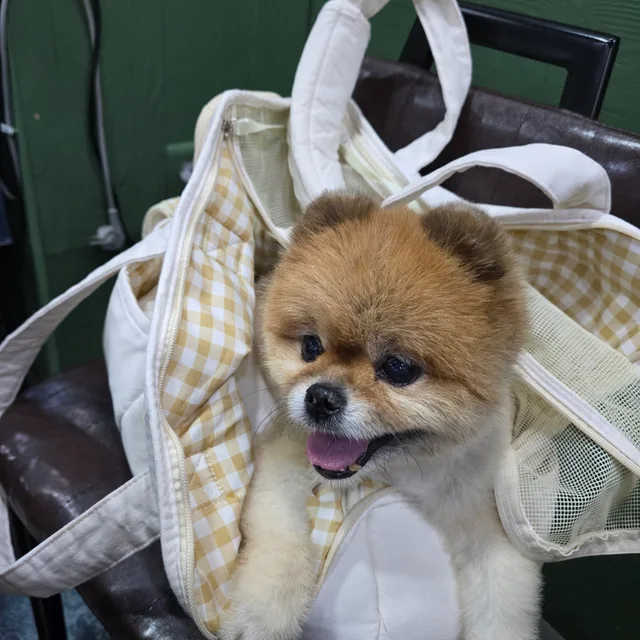 로이