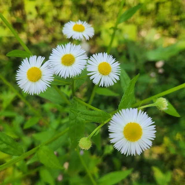 아따맘마