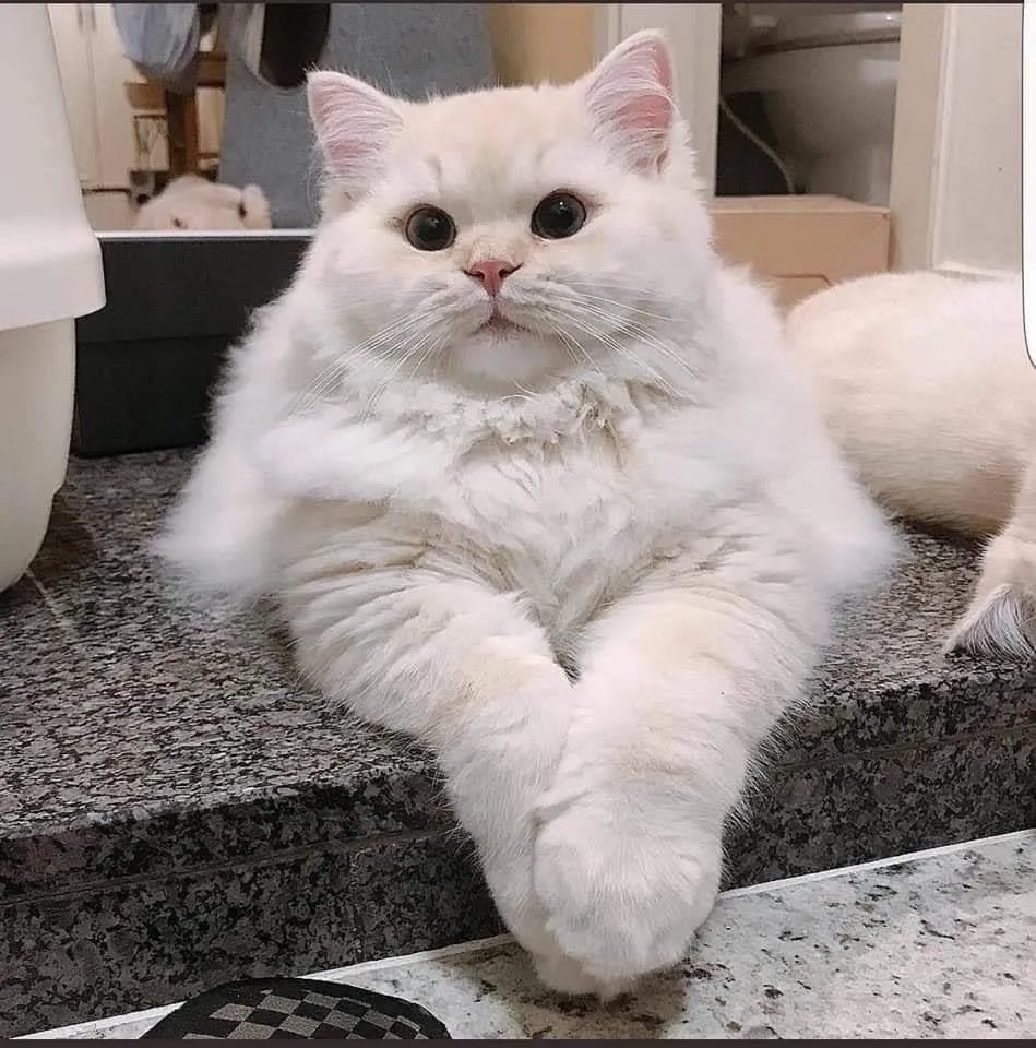 뚱이
