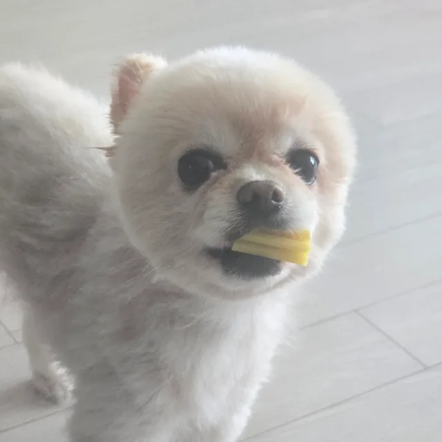 로일