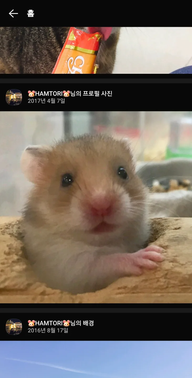 햄스터